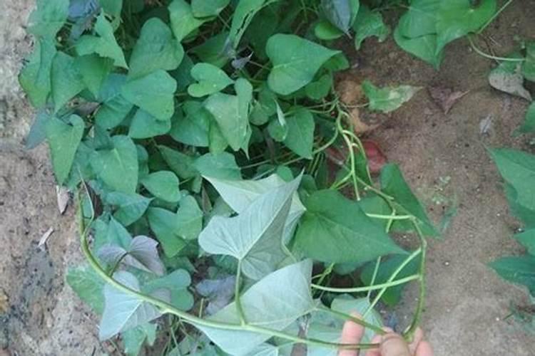 种红薯如何使用钾肥