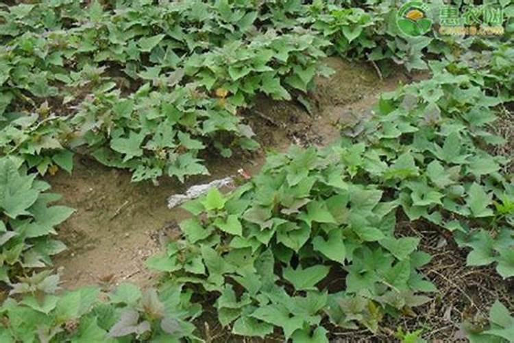 红薯什么时候施肥如何施肥