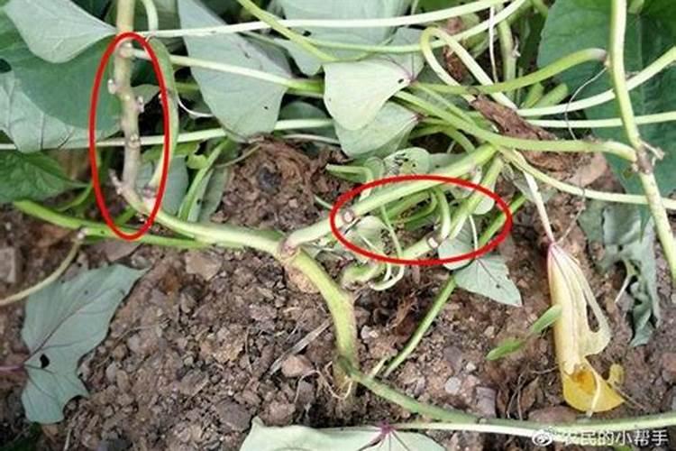 红薯用硫酸锌怎么施肥