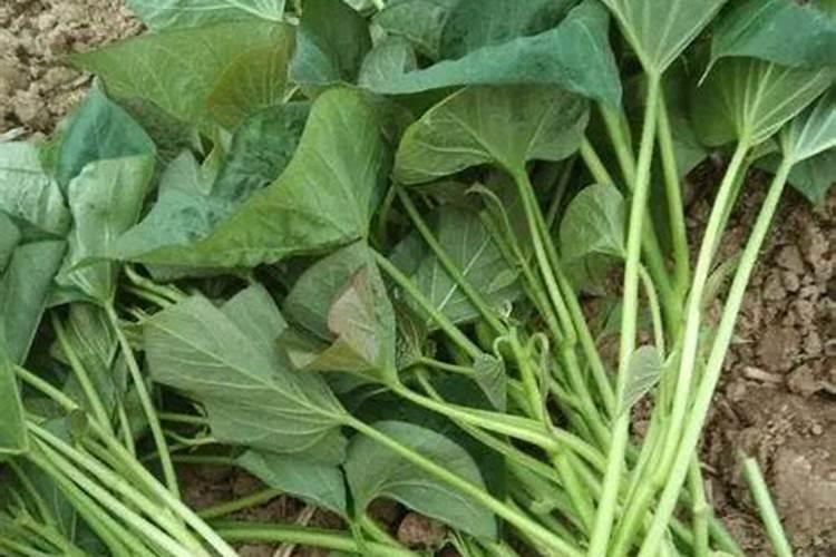 红薯的施肥方法 红薯怎么施肥好