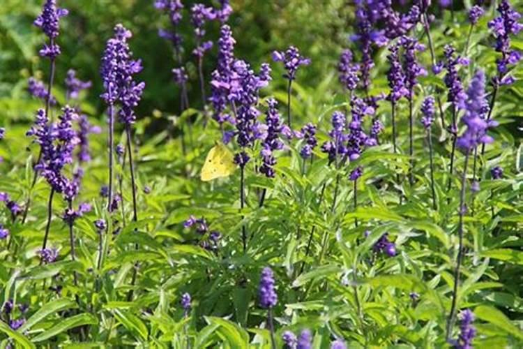 黄芩地地平茬完撒什么肥料