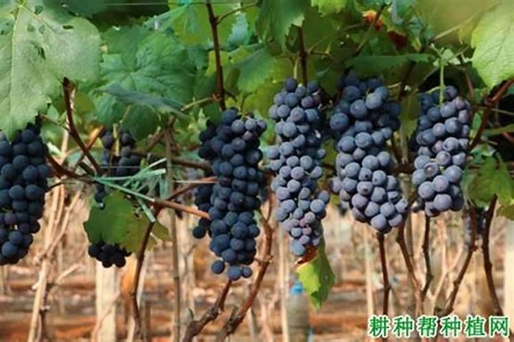 巨峰葡萄成熟期追什么肥料最好