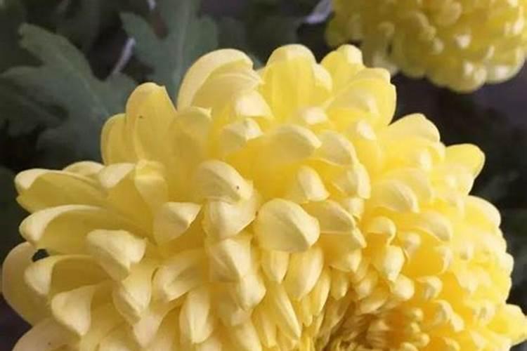 盆栽菊花如何测土配方施肥？