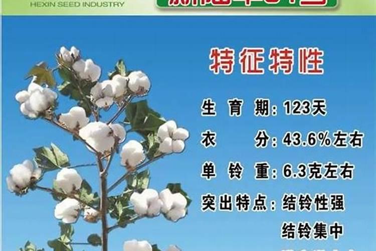 种棉花需要氮磷钾的比例是多少