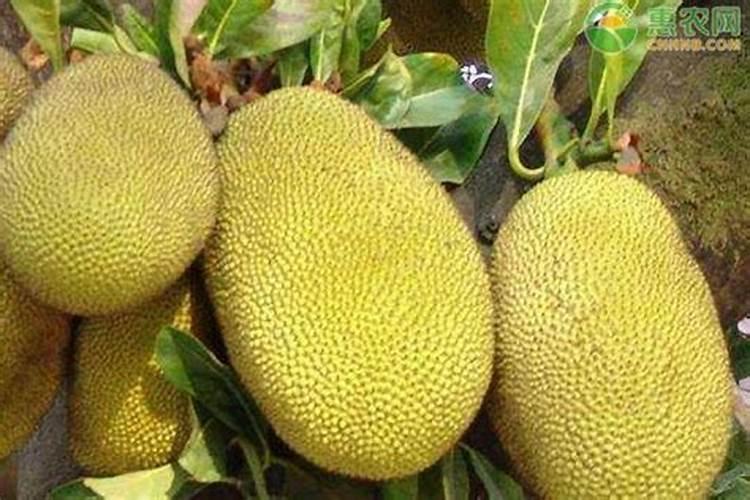 菠萝蜜什么时候施肥最好 菠萝蜜哪个时候施肥最好