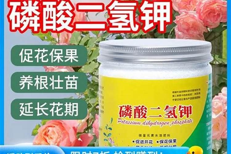 最好的兰花肥专用肥哪种最好