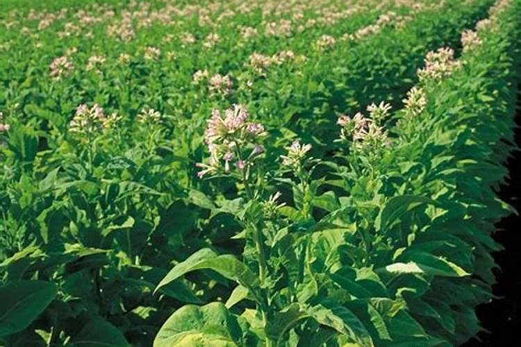 油茶树施什么复合肥比较好？黑老虎油茶树生态种植方案