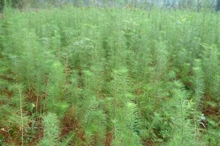 落叶松的松针能做家养植物肥料么