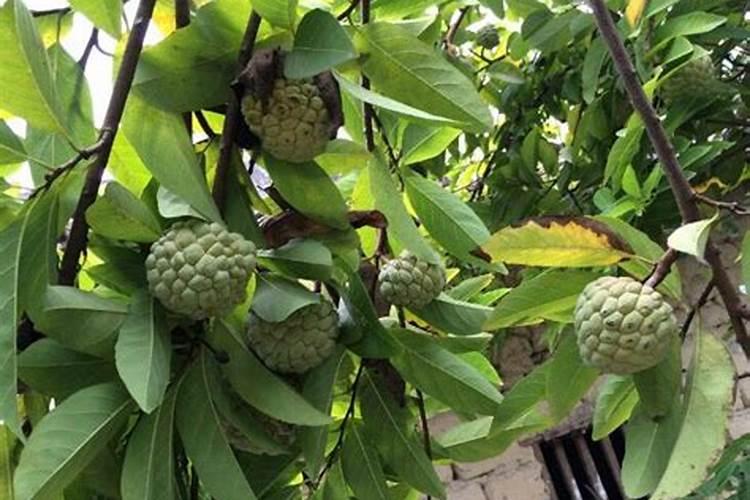 广西释迦果树种植方法