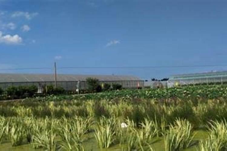 江西蔬菜微肥木醋液批发