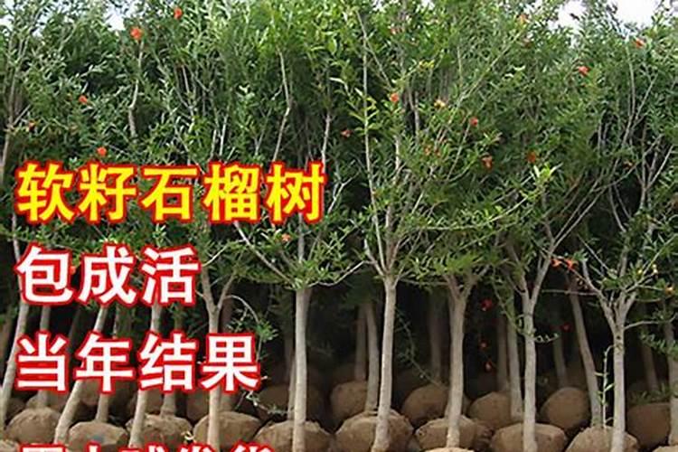 盆栽石榴用什么肥料最好