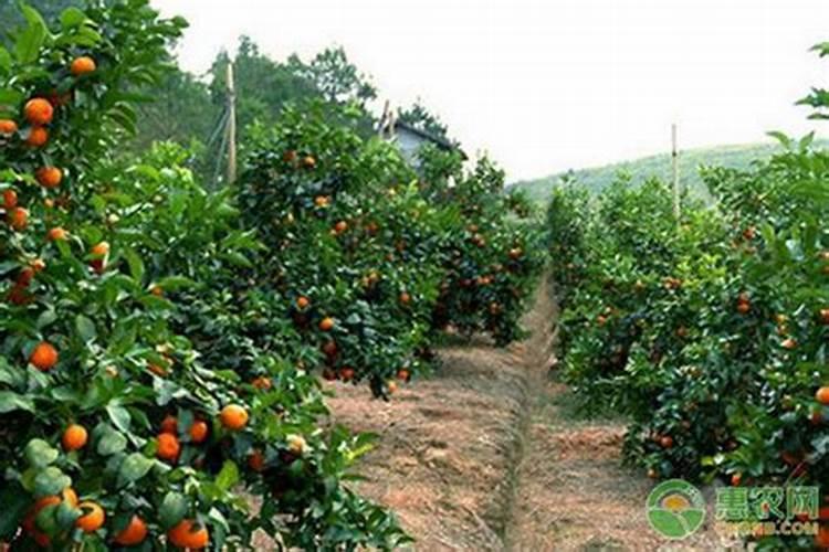 沙糖桔施肥方法及注意事项