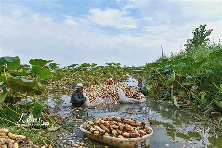 高浓度硫酸钾复合肥适合莲藕吗？