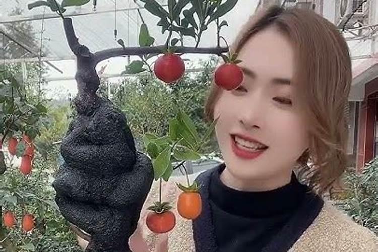 阳台可以养金弹子吗？