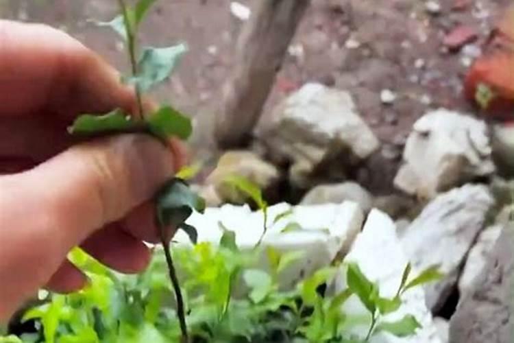 金弹子花苞长什么样？