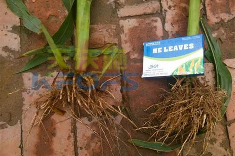 玉米如何使用叶面肥