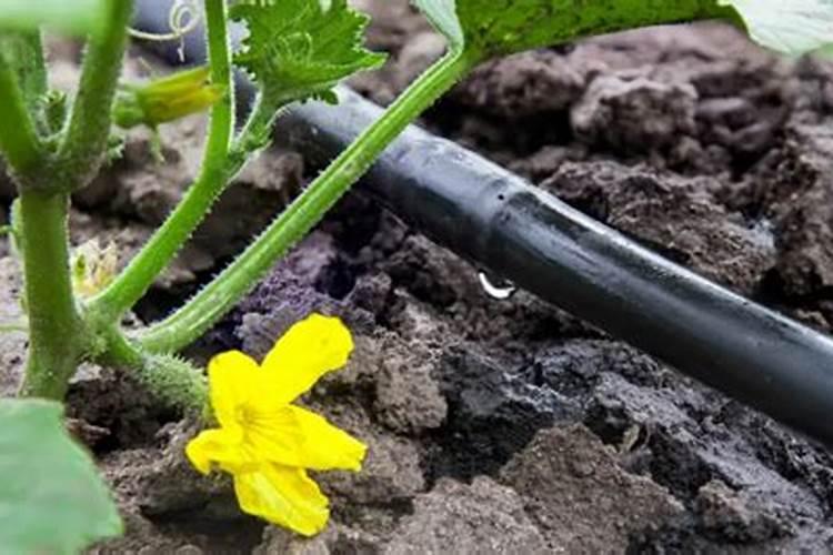 西瓜座果期用什么水溶肥效果好？西瓜结果期冲施什么肥料好？