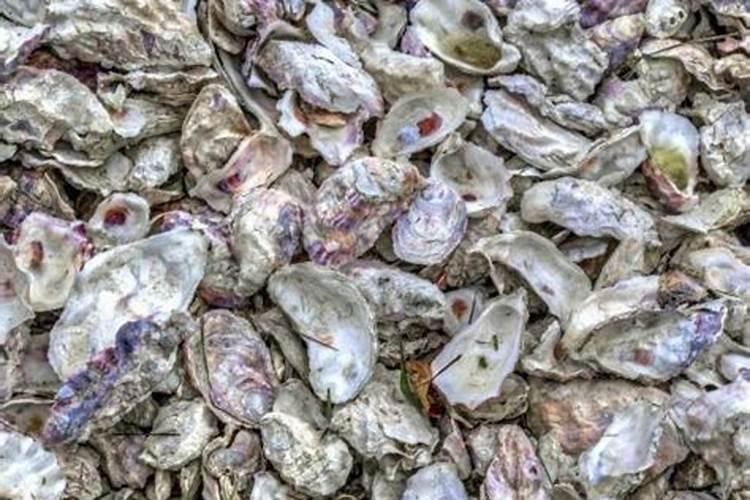 牡蛎壳粉可以做肥料吗