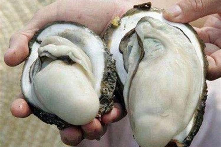 生蚝壳能不能放入月季花？