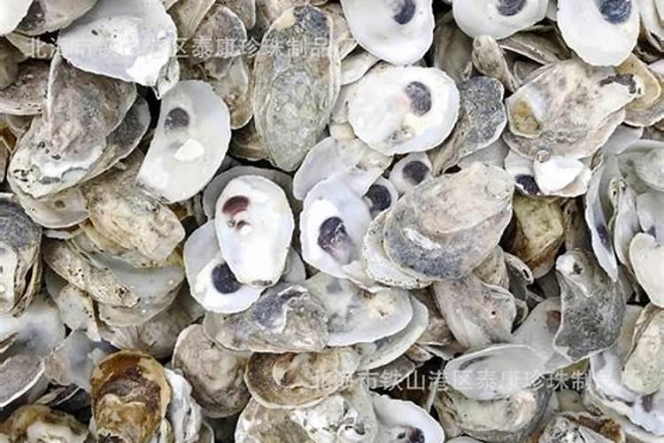 生蚝壳怎么做花盆