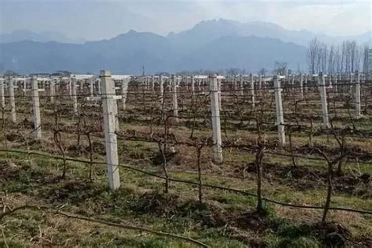 葡萄开春后如何管理