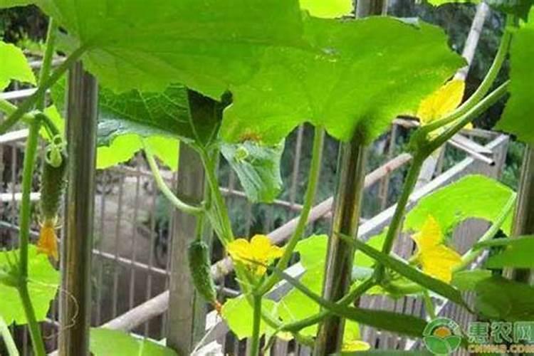 玉米专用复合肥可以种菜吗？