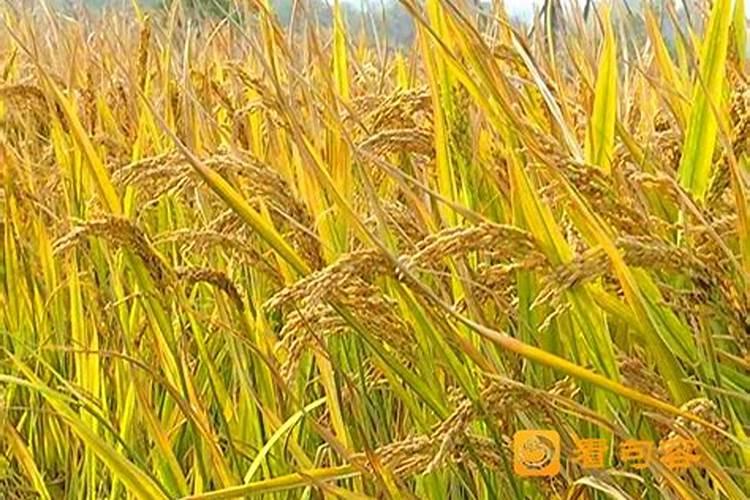 ( )肥、( )香、( )红、( )黄