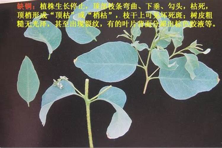 桉树黄叶用什么肥料