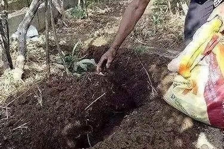 土壤中怎样施用钙肥——石灰和石膏？