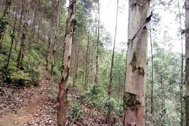 桉树洒肥料有用吗