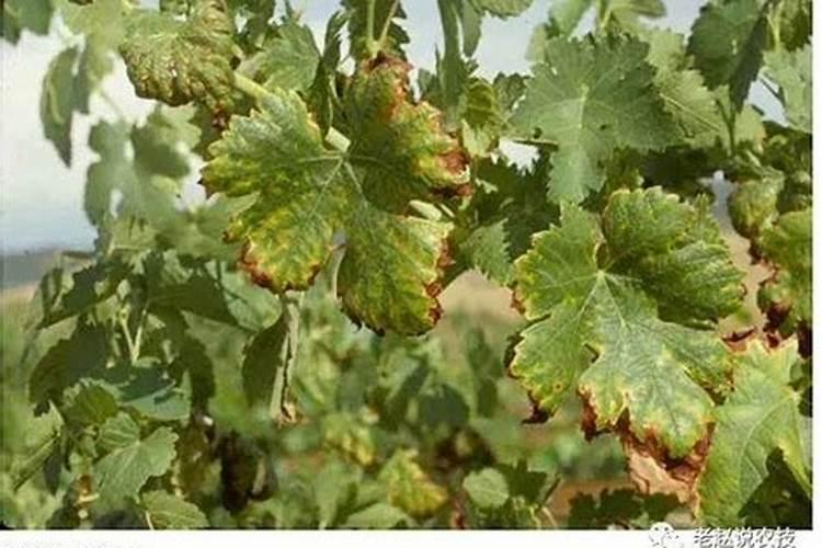 作物缺素？看完这篇文章你就到你的农作物缺什么肥