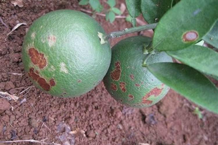 桉树怎么施肥最好？尤其是广西一带的？