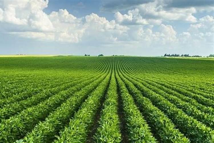 适量硼肥是每亩施多少斤硼肥