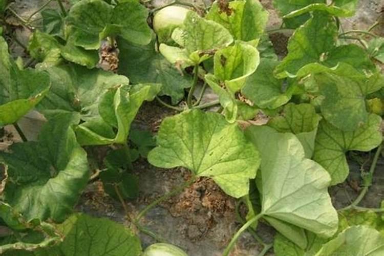 甜瓜叶子黄边是怎么回事？