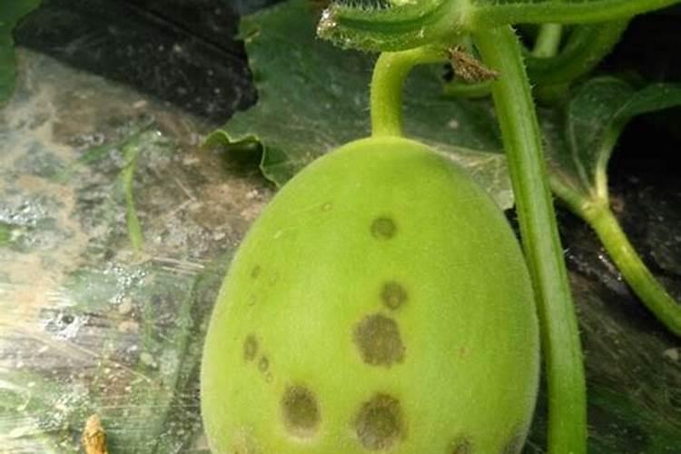 甜瓜打什么叶面肥最好？甜瓜施肥时间及方法？