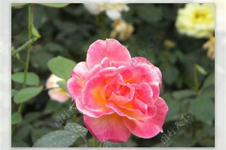 月季花冬季如何施肥效果最好,可以用水溶肥吗？