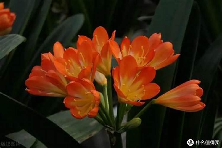 君子兰开花时需要什么肥料