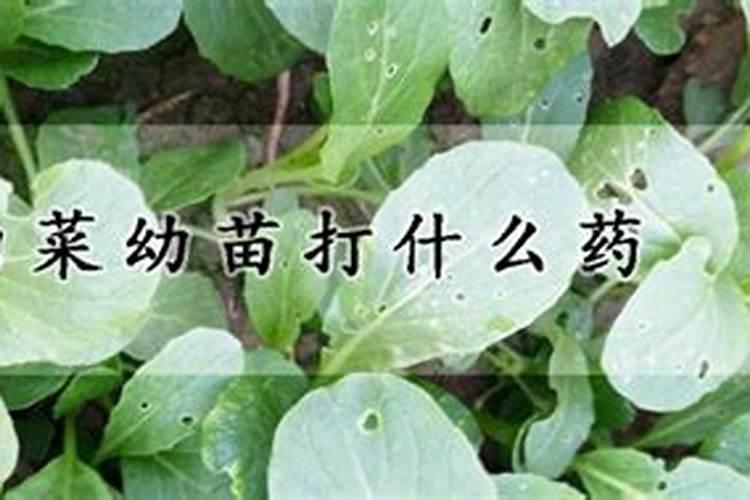 白菜用什么叶面肥好