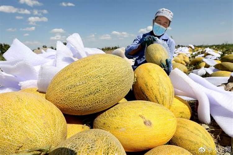 桃树什么时候适合追肥？用什么水溶肥好