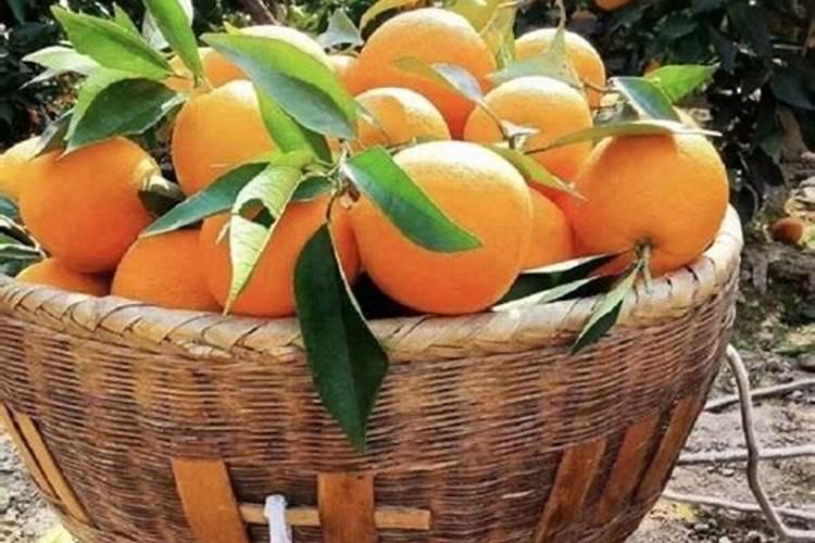 脐橙什么时期施钾肥合适？