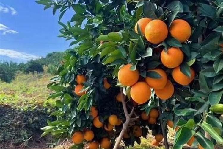 伦晚脐橙的肥水管理