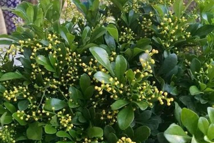 米兰花施什么肥 米兰花一般施稀薄的磷钾肥