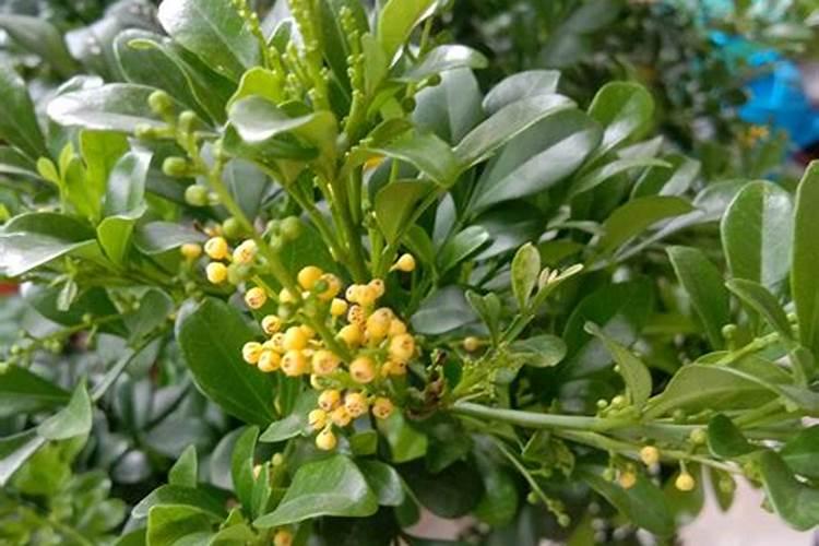 米兰花一般都是施什么肥？有那种自己弄的肥料吗