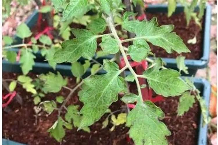 番茄施用叶面肥的注意事项和叶面肥的选择