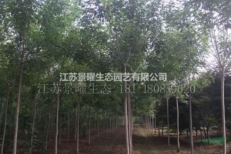 苗木施秋肥有多重要？秋季该怎么施肥？