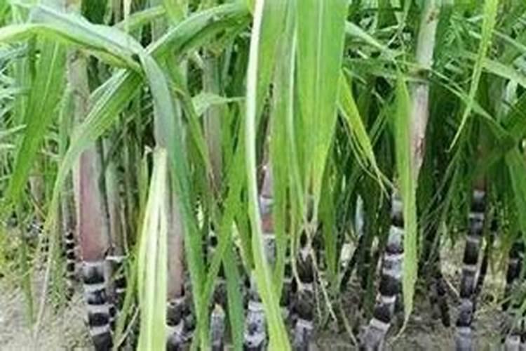 甘蔗拔节期施钾肥可以吗