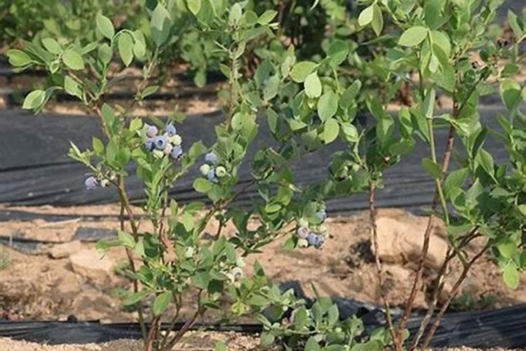 蓝莓都在什么时间段使用硼肥？