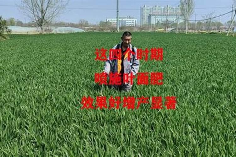 芸苔素和杀虫剂能混用吗