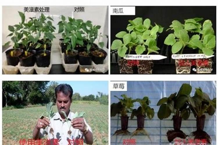 草莓大棚一亩冲多少海藻精