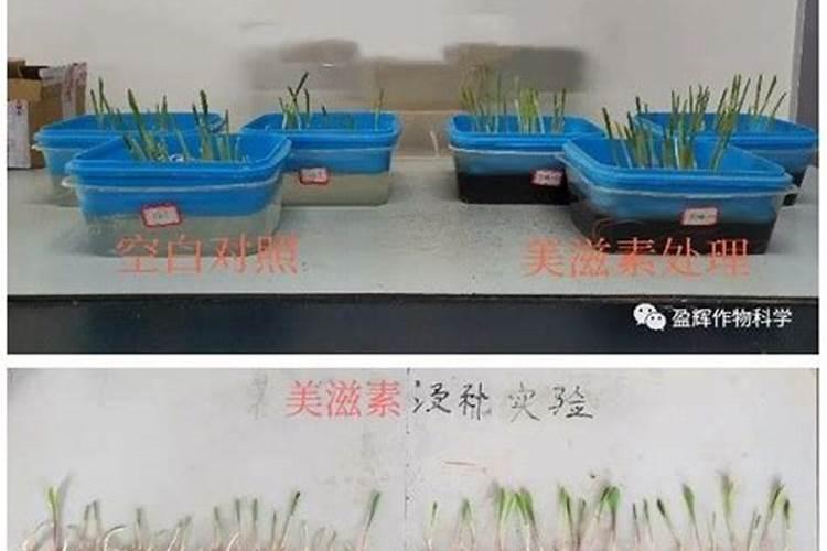 复硝酚钠在玉米生长期海藻有机水溶肥搭配